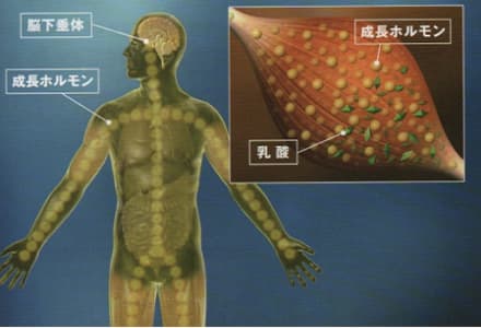 成長ホルモンが大量に分泌され、新陳代謝を活発する。
