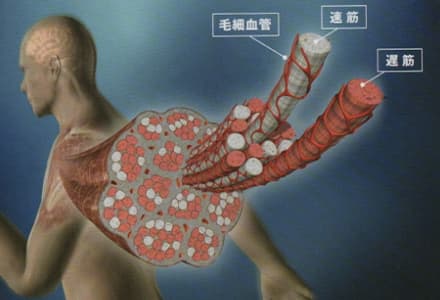 速筋と遅筋が同時に鍛えられる。