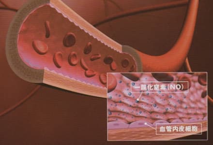 血管内皮細胞が柔らくなり、弾力性のある血管に蘇る。