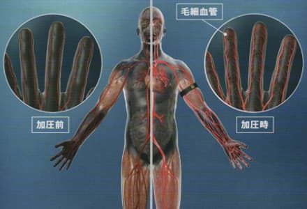 血管の拡張・収縮機能が高まり、血行が良くなる。